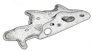 Common amoeba What kind of reproduction is typical for an amoeba