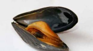 Jūrų angelas (Clione limacina) – pilvakojų moliuskų rūšis iš Gymnosomata būrio.