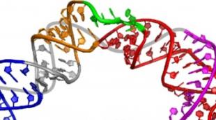 Hur enzymer bildas i kroppen