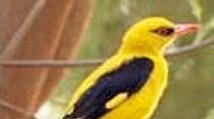 Rozmanitosť vtákov: mená, popisy, biotopy Koľko druhov vtákov je na Zemi