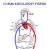 Circulatory organs.  Type Chordates.  Superclass Pisces Meaning of the human circulatory system briefly