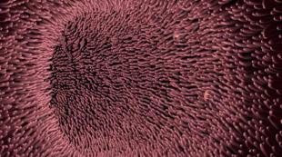 Цитоскелет.  Микровилли.  Эсийн хана.  Мэргэшсэн эсийн органелл ба бүтэц Амьтны эсийн микровилли