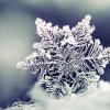 Sniego teorija: nėra dviejų vienodų snaigių