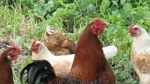En kyckling är smartare än en man - sensationell forskning av forskare De känner smärta