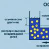 Plazemska membrana Struktura in funkcije plazemske membrane